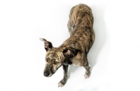 Picture of Greyhound mix breed in studio, standing on white background