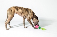 Picture of Greyhound mix breed in studio, playing with toys