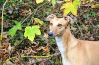 Picture of Greyhound near greenery, all photographer's profit from this image go to greyhound charities and rescue organisations