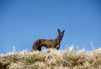 Picture of greyhound on a snowy hill