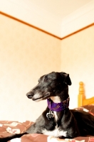 Picture of Greyhound on bed