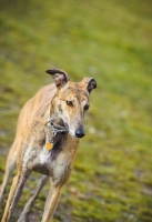 Picture of Greyhound on grass