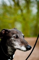 Picture of Greyhound on lead