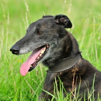 Picture of Greyhound panting, portrait