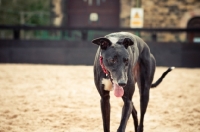 Picture of Greyhound panting