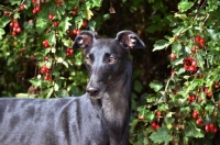 Picture of greyhound photographed against red hawthorn berries, all photographer's profit from this image go to greyhound charities and rescue organisations