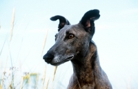 Picture of greyhound portrait against sky