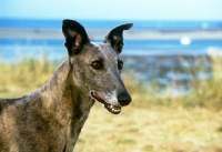 Picture of greyhound portrait with sea and beach background