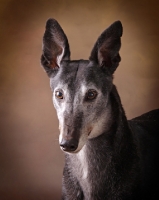 Picture of Greyhound portrait