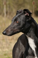 Picture of Greyhound portrait