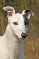 Picture of Greyhound portrait