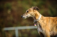 Picture of Greyhound profile