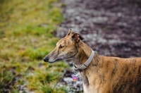 Picture of Greyhound profile