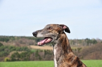Picture of Greyhound profile