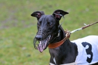 Picture of Greyhound, ready to race