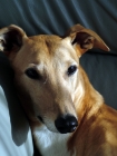 Picture of greyhound relaxed on couch, ex racer jamstyle joy, portrait, saffron, all photographer's profit from this image go to greyhound charities and rescue organisations