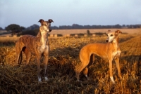 Picture of greyhound, rescued racer, and lurcher standing in a stubble field, roscrea emma, rosy