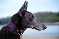 Picture of greyhound, rescued racer, portrait