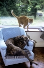 Picture of greyhound, rescued racer, squashes into an armchair belonging to an annoyed cat