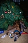 Picture of greyhound, roscrea emma,  indoors under christmas tree