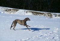Picture of greyhound running in snow