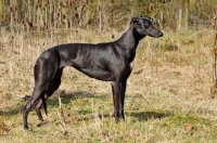 Picture of Greyhound side view