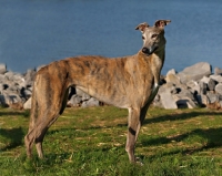 Picture of Greyhound side view