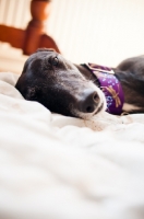 Picture of Greyhound sleeping