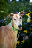 Picture of greyhound smiling