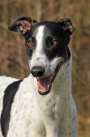 Picture of Greyhound smiling