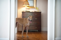 Picture of greyhound standing in doorway