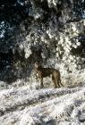 Picture of greyhound standing in frosty forest