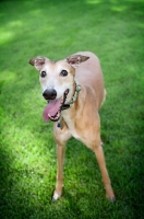 Picture of greyhound standing in grass