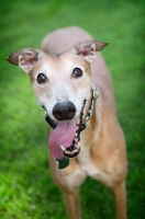 Picture of greyhound standing in grass