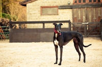 Picture of Greyhound standing near building