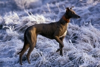 Picture of greyhound standing on frosty grass
