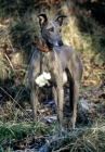 Picture of greyhound surrounded by autumnal colours