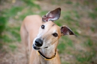 Picture of greyhound tilting head with ears flopping