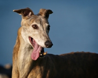 Picture of greyhound tongue out