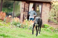 Picture of Greyhound walking away from home