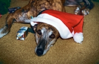 Picture of greyhound wearing a christmas hat