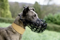 Picture of greyhound wearing a muzzle