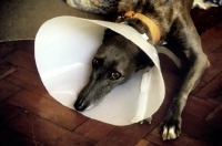 Picture of greyhound wearing an elizabethan collar after operation