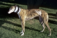 Picture of greyhound wearing cervical collar to stop dog licking stitches after operation, roscrea emma