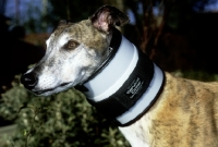 Picture of greyhound wearing cervical collar after operation to stop dog licking stitches