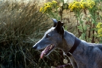 Picture of greyhound, wearing collar and name tag
