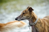 Picture of Greyhound wearing collar