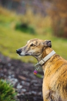 Picture of Greyhound wearing collar