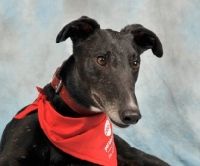 Picture of Greyhound wearing scarf