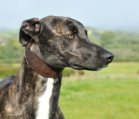 Picture of Greyhound wearing sighthound collar